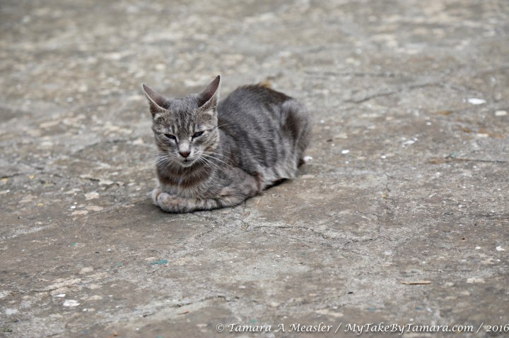 capri_wednesday-64-of-151