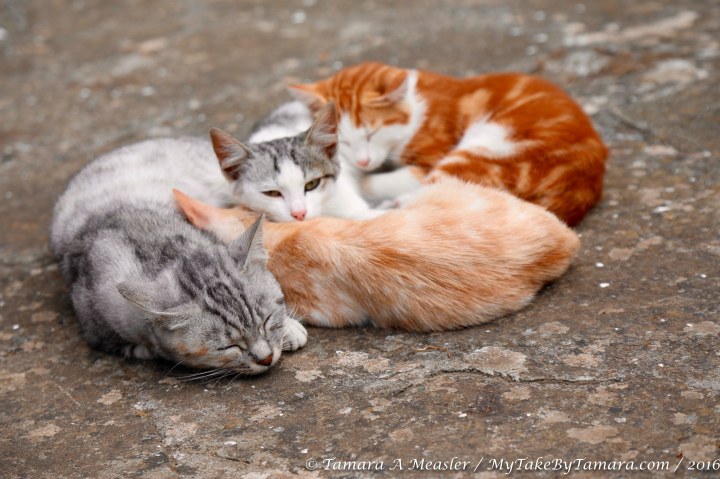 capri_wednesday-68-of-151