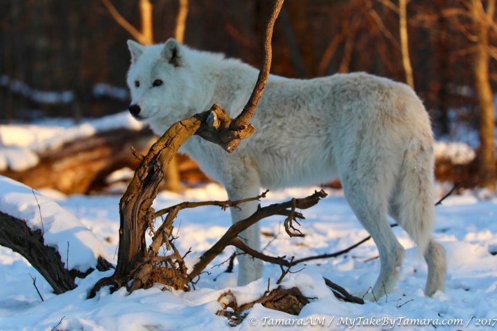 2017_Lakota_1 (4 of 7)