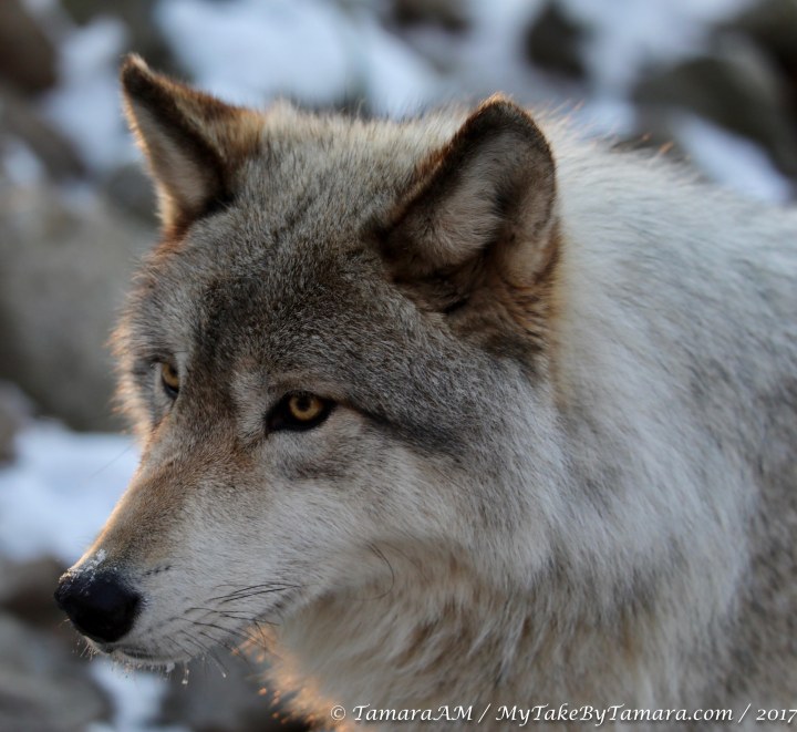 2017_Lakota_1 (6 of 7)