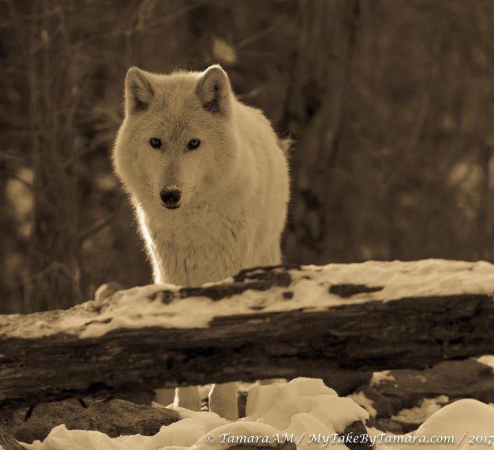 2017_Lakota_1 (7 of 7)